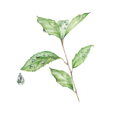 Dew Drop from Grove: The Heritage Collection