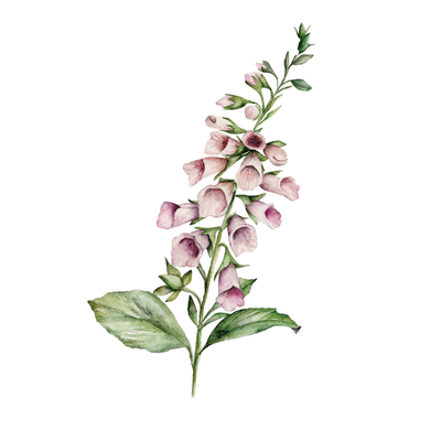 Foxglove from Grove: The Heritage Collection