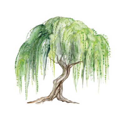 Midnight Willow from Grove: The Heritage Collection