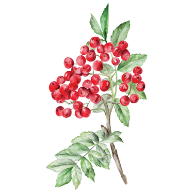 Rowan from Grove: The Heritage Collection