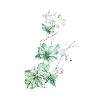 Winter Ivy from Grove: The Heritage Collection