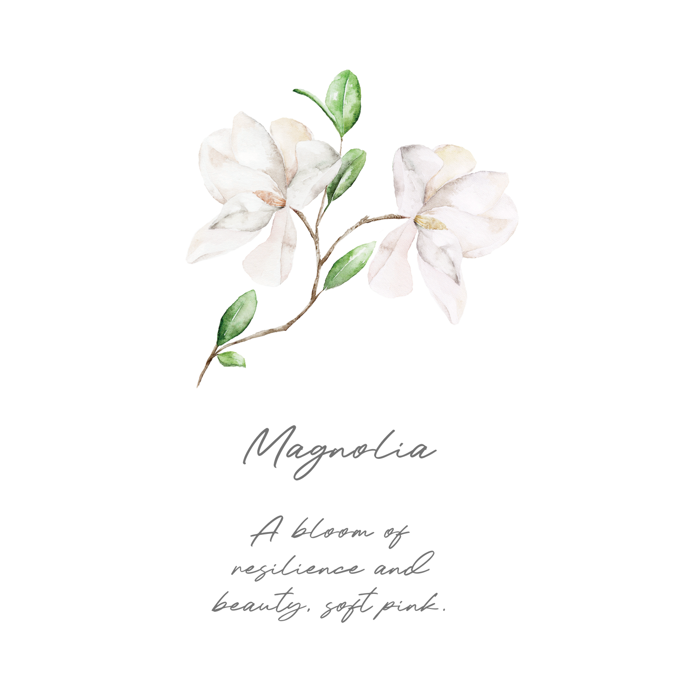Illustration of white magnolia flowers with green leaves on a white background, featuring the word &